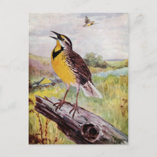 Meadowlark on a Branch Postcard