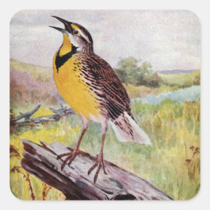 Meadowlark on a Branch Square Sticker