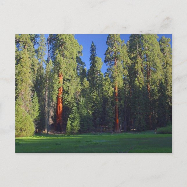 Meadows Sequoia Postcard (Front)
