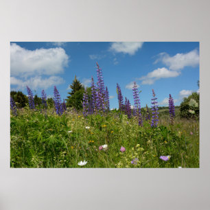 Meadows with lupins - poster