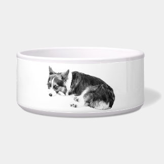 Meal Corgi, Relaxed Friend