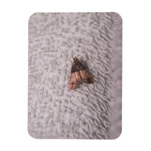 Meal Moth Magnet