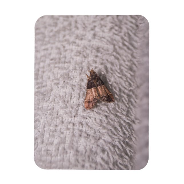 Meal Moth Magnet (Vertical)