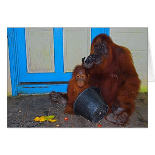 Mealtime with Mummy Orangutan