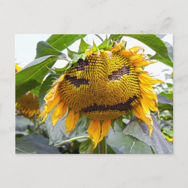 Mean Sunflower Postcard (Front)