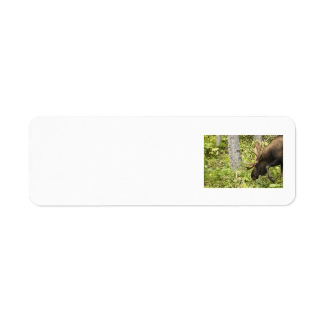 Meandering Moose (Front)