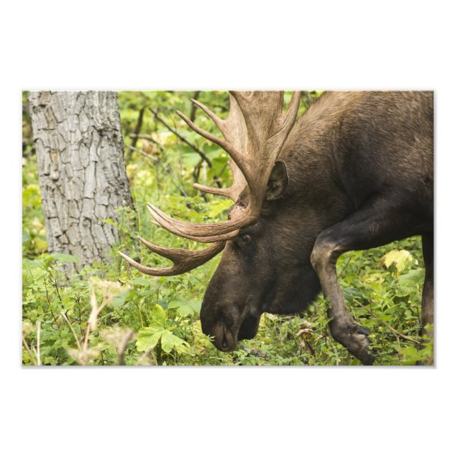 Meandering Moose Photo Print (Front)