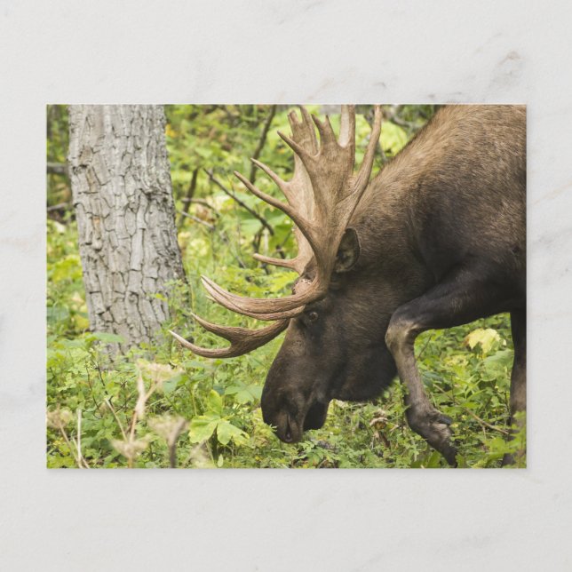 Meandering Moose Postcard (Front)