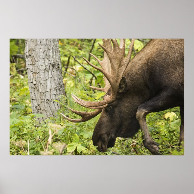 Meandering Moose Poster (Front)