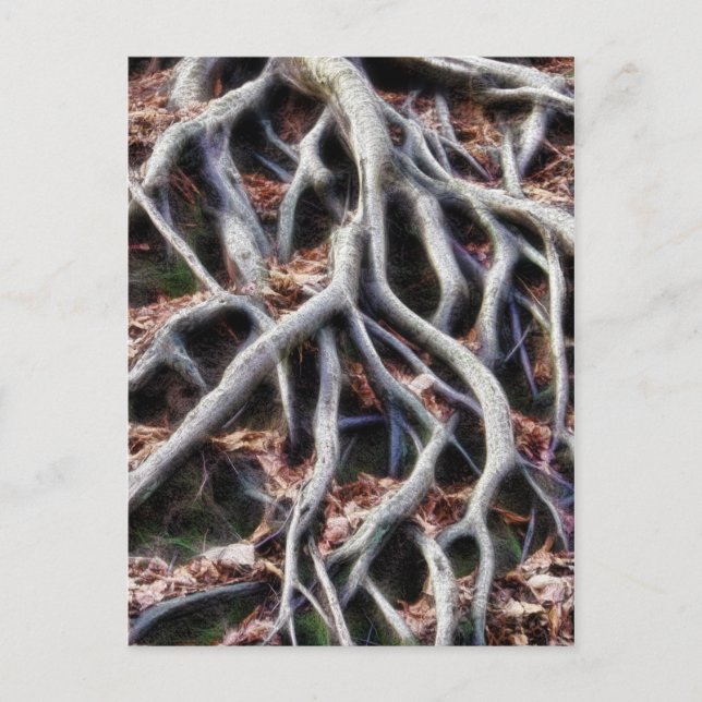 Meandering tree roots postcard (Front)
