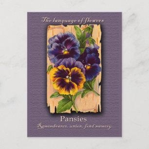 Meaning of the Pansy Postcard