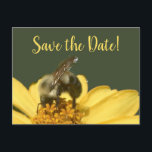 Meant to Bee Green and Yellow Save the Date Holiday Postcard<br><div class="desc">Let everyone know about your upcoming wedding with the bee-you-ti-ful Save the Date postcards. They feature a close-up photo of a bee on a yellow flower against a dark green background on the front. Save the Date! or your own choice of message is spelled out in yellow script lettering on...</div>