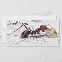 Meat Eater Ant Feeding On Honey