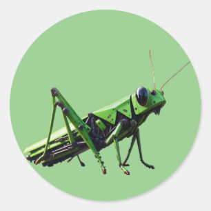 Mechanical Grasshopper Sticker