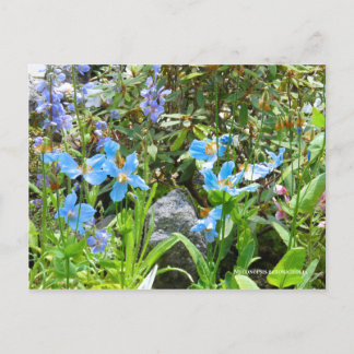 Meconopsis betonicifolia [Postcard] ポストカード Postcard
