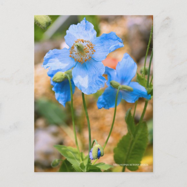 Meconopsis betonicifolia [Postcard] ポストカード Postcard (Front)
