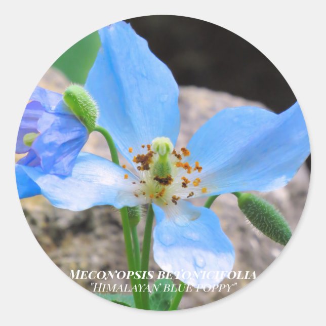 Meconopsis betonicifolia [Round Seal] ラウンドシール Classic Round Sticker (Front)