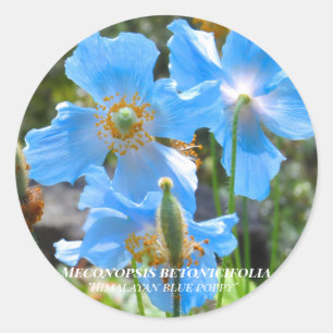 Meconopsis betonicifolia [Round Seal] Round Seal