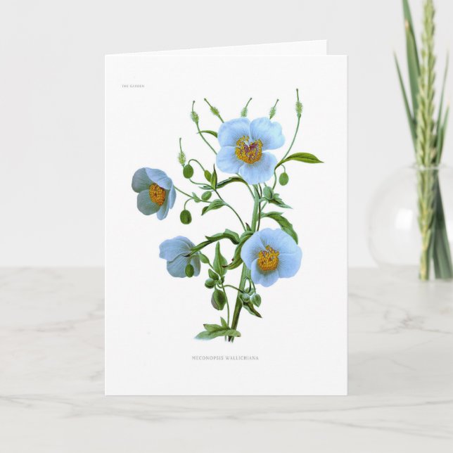 Meconopsis (blue poppy) card (Front)