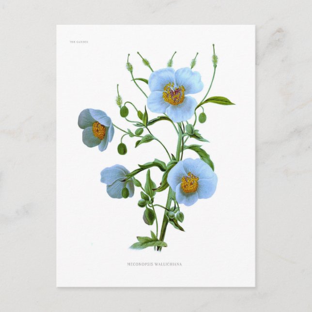 Meconopsis (blue poppy) postcard (Front)