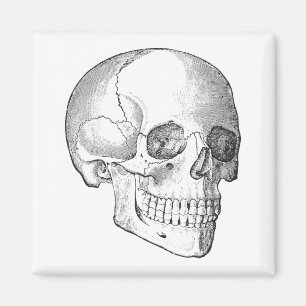 Medical anatomy vintage skull drawing monochrome magnet