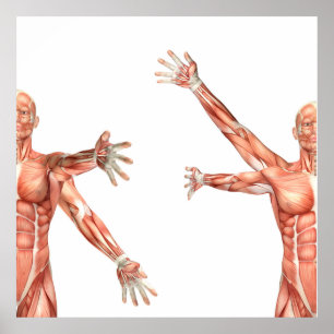 medical figure showing shoulder circumduction poster