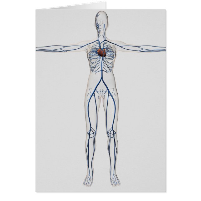 Medical Illustration: Female Circulatory System 1 (Front)