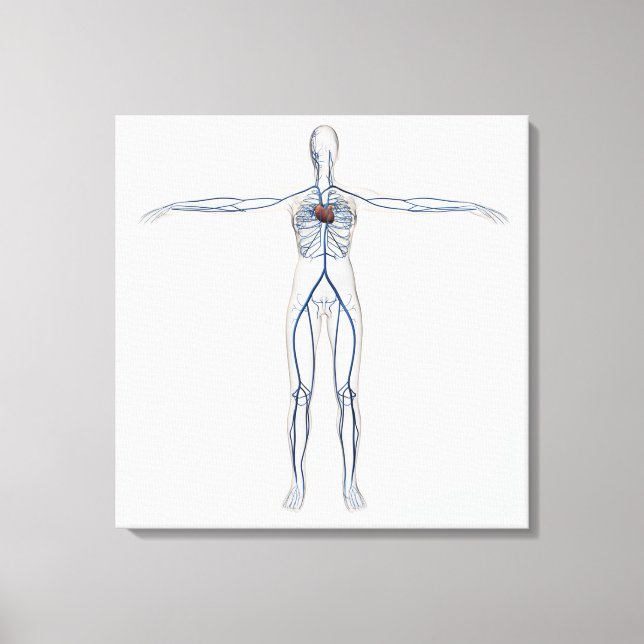 Medical Illustration: Female Circulatory System 1 Canvas Print (Front)