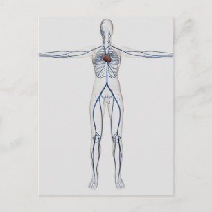 Medical Illustration: Female Circulatory System 1 Postcard