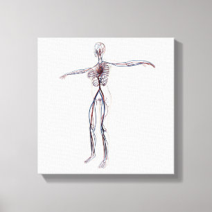 Medical Illustration: Female Circulatory System 2 Canvas Print