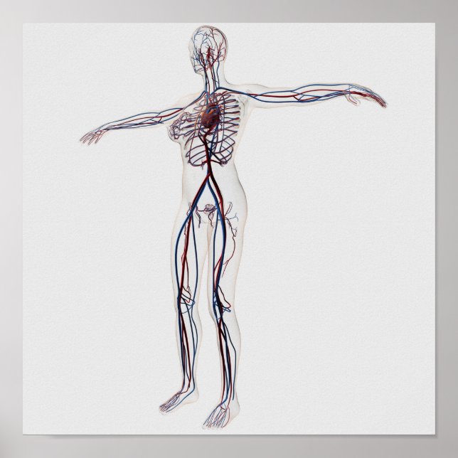 Medical Illustration: Female Circulatory System 2 Poster (Front)