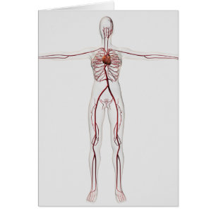 Medical Illustration: Female Circulatory System 3