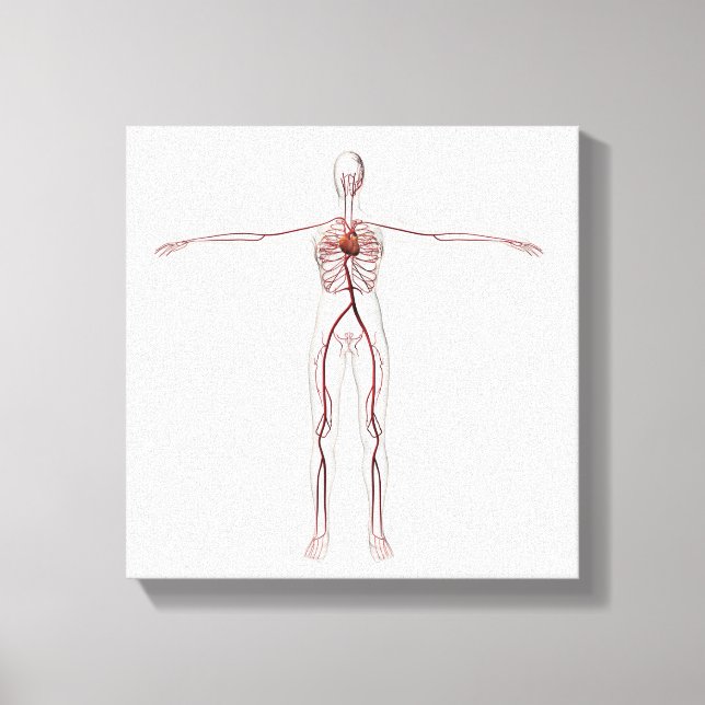 Medical Illustration: Female Circulatory System 3 Canvas Print (Front)