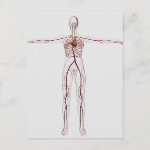Medical Illustration: Female Circulatory System 3 Postcard