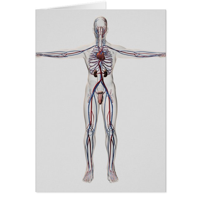 Medical Illustration: Male Reproductive System 1 (Front)