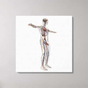 Medical Illustration: Male Reproductive System 2 Canvas Print