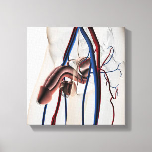 Medical Illustration: Male Reproductive System 4 Canvas Print