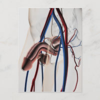 Medical Illustration: Male Reproductive System 4