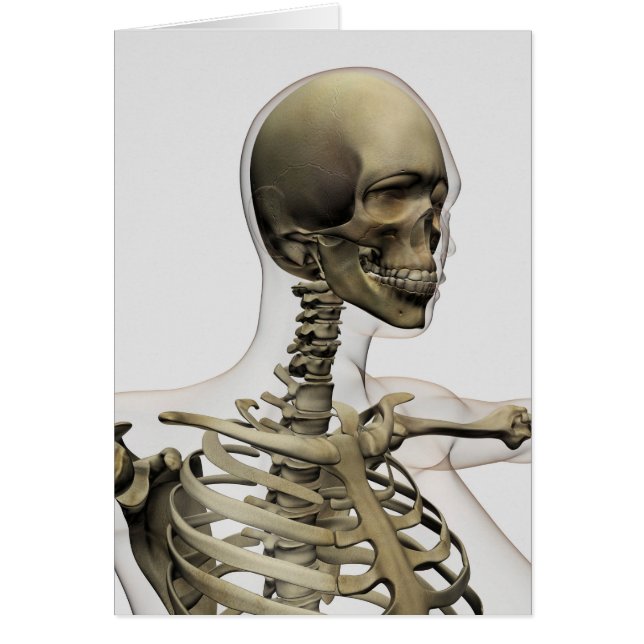 Medical Illustration Of A Woman'S Skull And (Front)