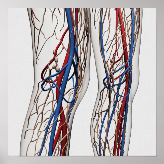 Medical Illustration Of Arteries 1 Poster (Front)