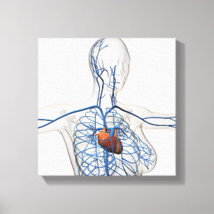Medical Illustration Of Circulatory System Canvas Print