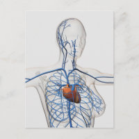 Medical Illustration Of Circulatory System