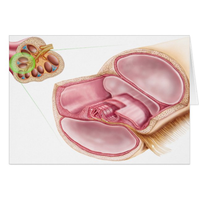 Medical Illustration Of Endolymph (Front Horizontal)