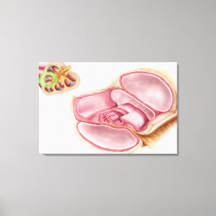 Medical Illustration Of Endolymph Canvas Print