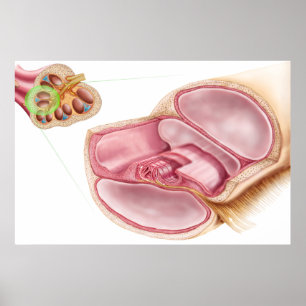 Medical Illustration Of Endolymph Poster