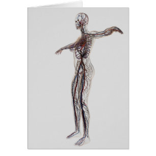 Medical Illustration Of Female Arteries, Veins
