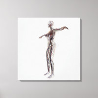 Medical Illustration Of Female Arteries, Veins