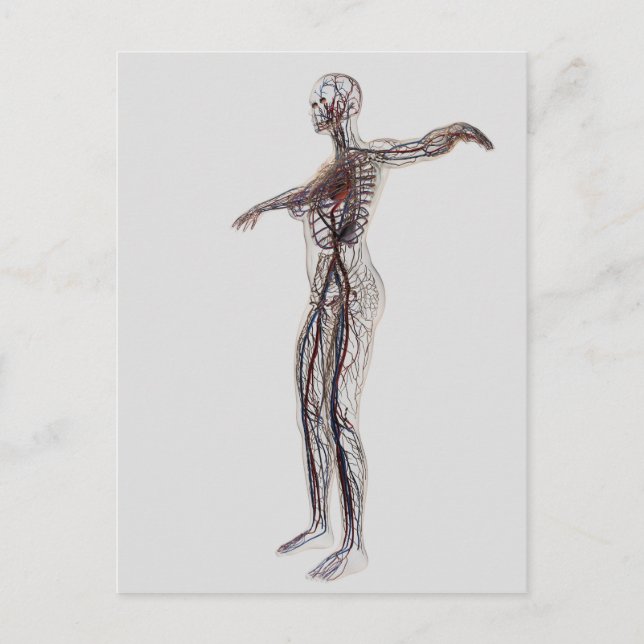 Medical Illustration Of Female Arteries, Veins Postcard (Front)