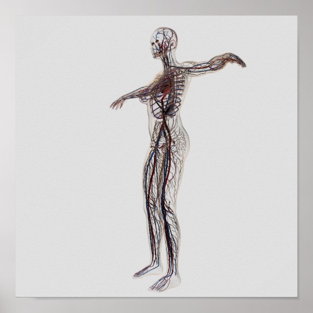 Medical Illustration Of Female Arteries, Veins Poster (Front)