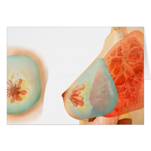 Medical Illustration Of Female Breast (Front Horizontal)